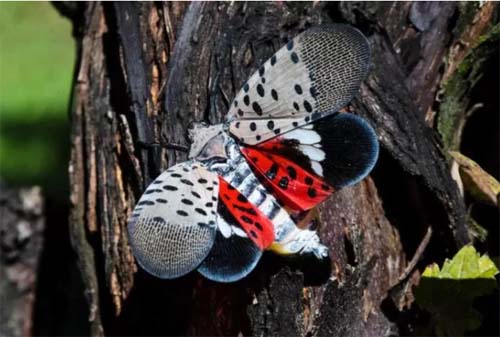 Estados dos EUA autorizaram civis a matarem a mosca-lanterna-pintada
