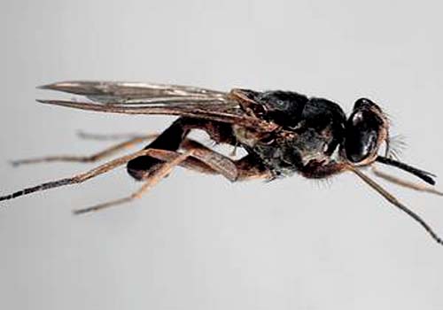 Cientistas belgas descobrem possível cura para 'doença do sono' 