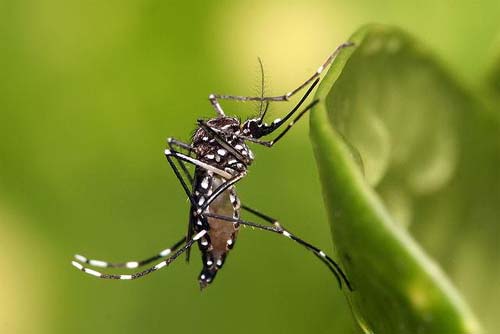 Mosquito da dengue e outras espécies invasoras causam prejuízo anual de até R$ 15 bilhões no Brasil