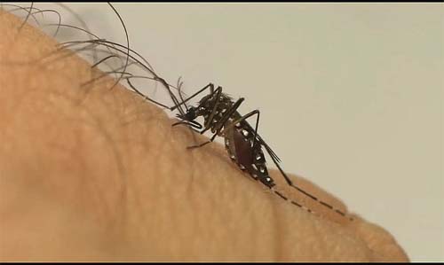 Sesau investiga cinco mortes por suspeita de Dengue em Maceió e mais três municípios