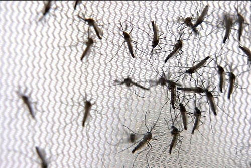 Hospital de Arapiraca registra aumento de 200% em casos de Zika e Chikungunya