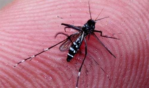 Proteína da saliva do mosquito da dengue tem potencial para tratar doenças inflamatórias intestinais