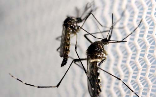 Maceió registra aumento de 288% de notificações de casos da dengue