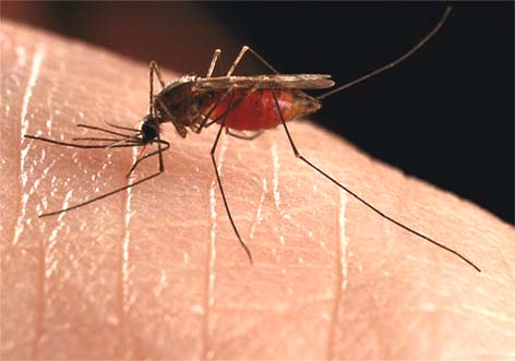 Mosquitos tiram o sossego dos moradores em Santana do Mundaú