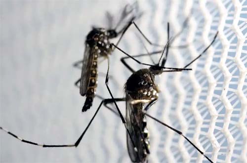 Terceira morte por dengue em Alagoas é confirmada
