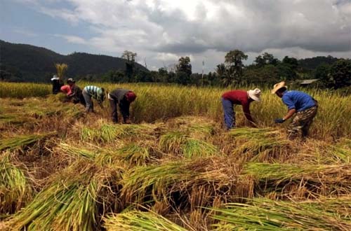 Em menos de uma semana, 11 propriedades foram invadidas em SP, MS e PR