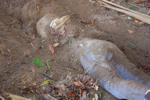 Mulher loura é executada e tem corpo enterrado em mata