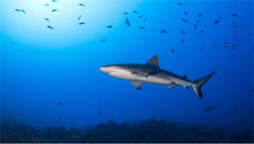 Aumento das temperaturas tem acelerado redução do oxigênio nos oceanos, alertam cientistas