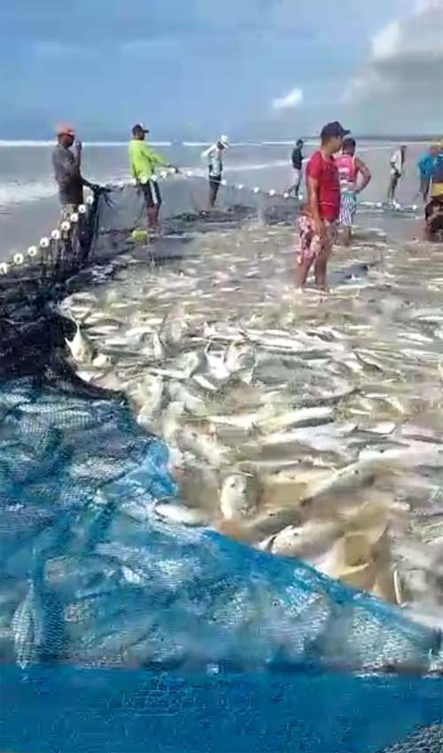 Vídeo: pescadores em Coruripe são surpreendidos com milhares de peixes na praia do Miaí de Baixo