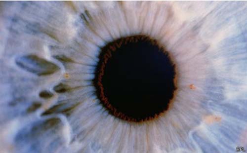 Pesquisa com células-tronco traz esperança para tratamento da cegueira