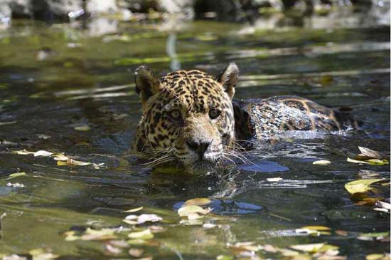 Mata Atlântica perde metade dos mamíferos nas últimas cinco décadas