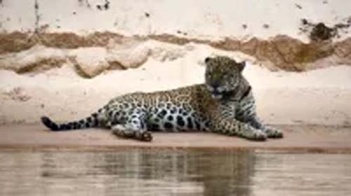 Onça devora caseiro no MS: relembre ataques mortais e avistamentos de animais selvagens pelo Brasil