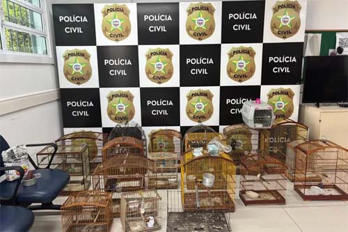 Operação de Segurança no Interior de Alagoas Resulta na Prisão de 28 Suspeitos