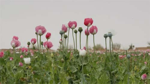 Preço do ópio no Afeganistão se aproxima de recorde e fortalece o crime organizado