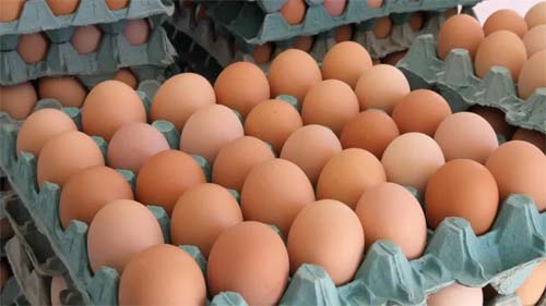 Surto de salmonela leva à retirada de mais de 20 milhões de ovos orgânicos nos EUA