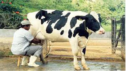 Alagoas supera média nacional e tem a maior produtividade leiteira do Nordeste