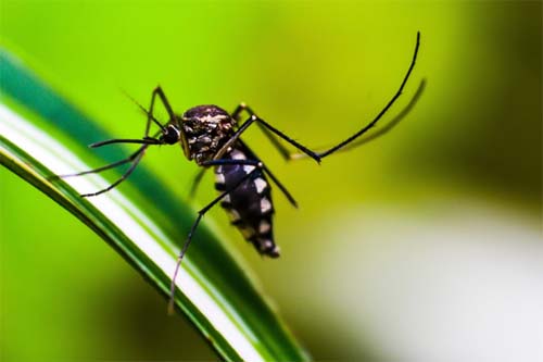 Saúde alerta para riscos da automedicação em suspeita de dengue