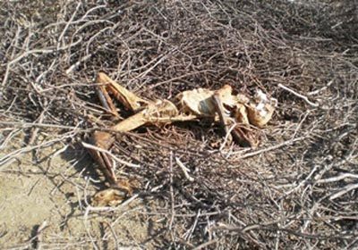 Ossada humana é encontrada na zona rural de Marechal Deodoro