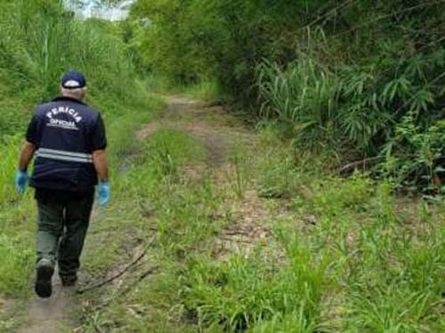 Ossada humana é encontrada em canavial