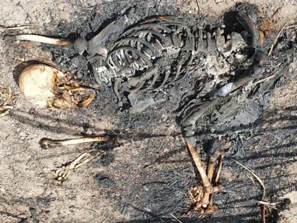 Ossada humana é encontrada em canavial pertencente a Usina Paisa em Penedo