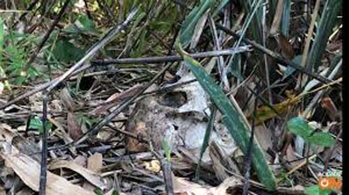 Ossada de idosa de 88 anos desaparecida há dias é encontrada em canavial