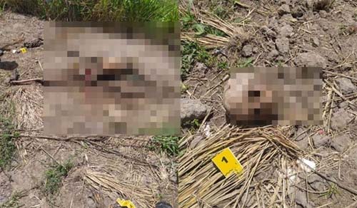 Ossada humana é encontrada em canavial no interior de Alagoas