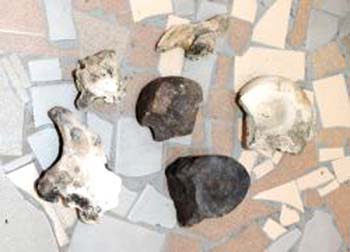 Agricultor diz ter encontrado ossos de dinossauro em suas terras