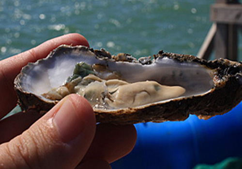 Estudo da Ufal constata que ostra pode reduzir doença coronariana 