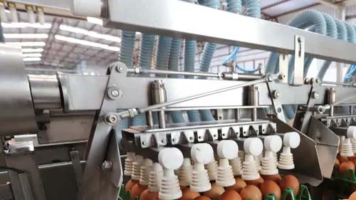 Preços da carne de frango e dos ovos caem com excedente no mercado após foco de gripe aviária