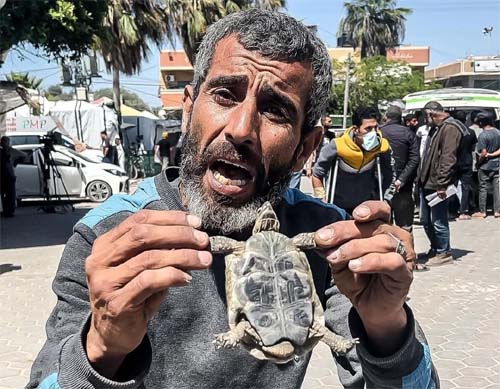 Em Gaza, palestinos recorrem à carne de tartaruga diante da escassez extrema de alimentos