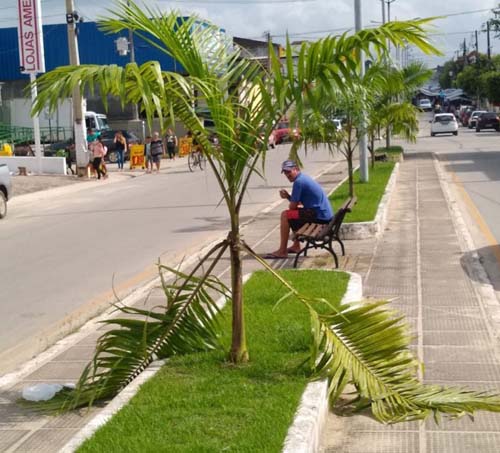 Vândalos destroem Palmeiras Imperial de avenida em União dos Palmares