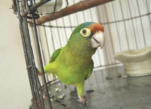 Papagaio vira informante da polícia e denuncia ladrão