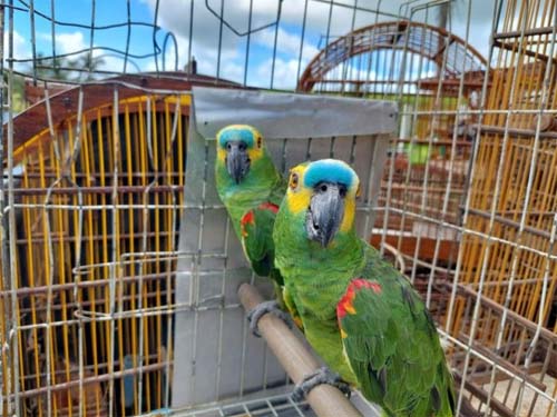 Operação Curupira chega a 22ª edição e totaliza 206 mil em multas