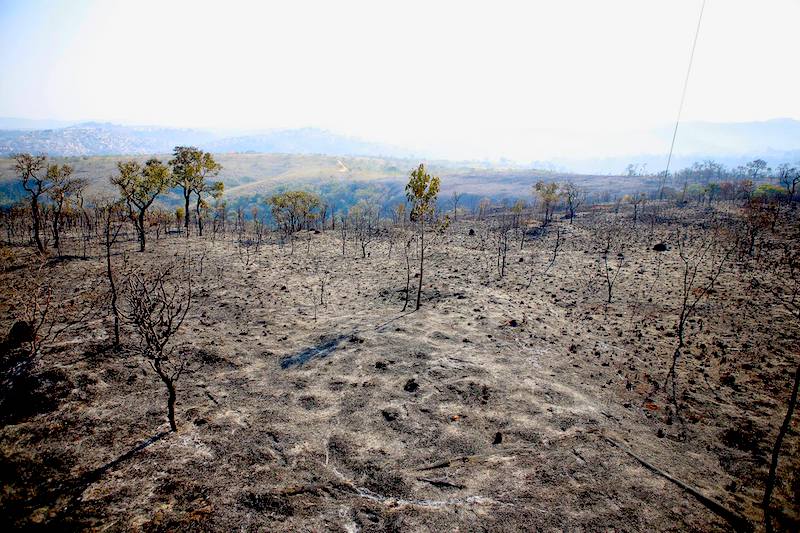 A queda de um balão provocou o incêndio que já consumiu 60% do Parque Estadual Juquery, em São Paulo, e continua devastando
