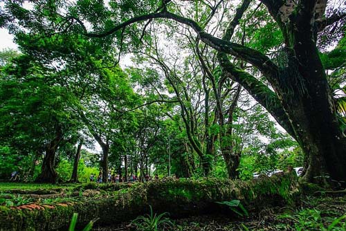 Parques de Maceió voltam a funcionar durante os fins de semana