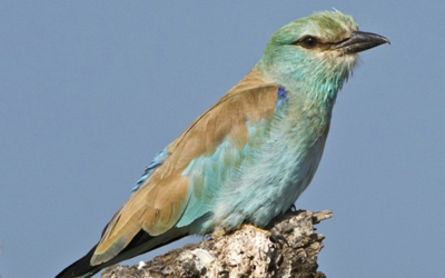 Pássaros sentem o cheiro do medo