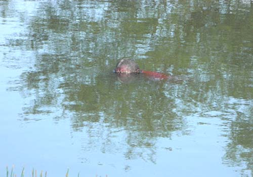 ‘Peba’ morre afogado durante bebedeira em barragem de Taquarana