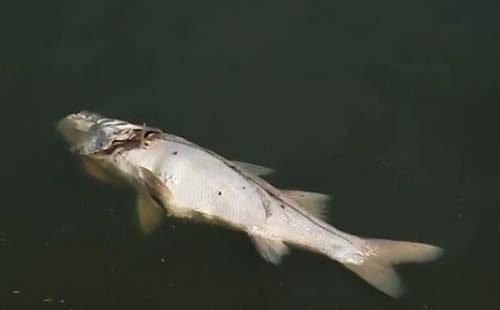 Peixes aparecem mortos na Lagoa da Anta em Maceió na manhã desta quinta-feira (03)