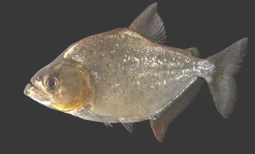 Banhista é atacado por peixe carnívoro no Rio São Francisco, em Pão de Açúcar