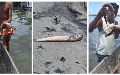 Peixes aparecem boiando na Lagoa Mundaú e população teme contaminação
