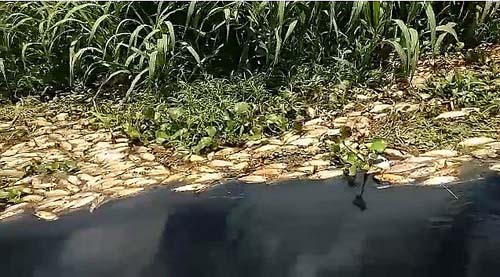 Vídeo: centenas de peixes aparecem mortos no Rio Mundaú, em Alagoas