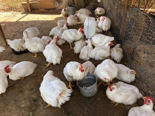 Pequenos empreendedores fortalecem produção com recursos da Desenvolve