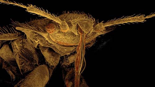 Como combater percevejos, que estão proliferando após quase extintos