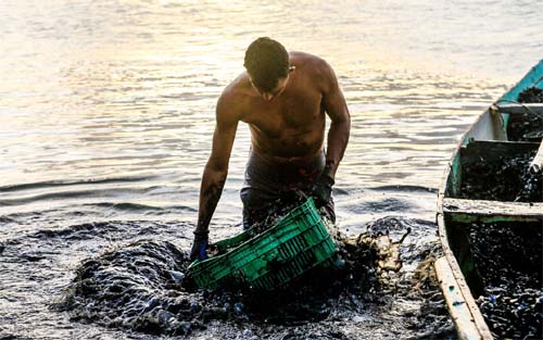 Chuvas provocam o desaparecimento do sururu na lagoa