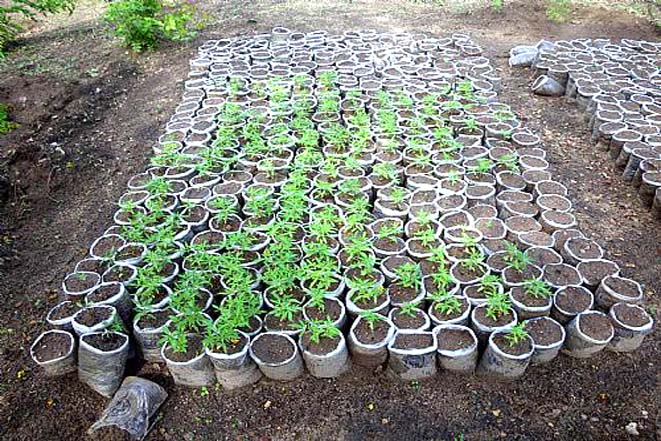 Polícia Federal apreende 2 mil pés de maconha no Sertão