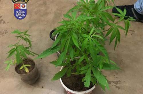 Polícia apreende três pés de maconha dentro de casa e prende suspeito no Sertão