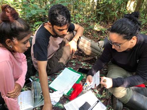 Pesquisadores intensificam esforços para preservar o uru-nordestino, ave em extinção com papel vital na floresta