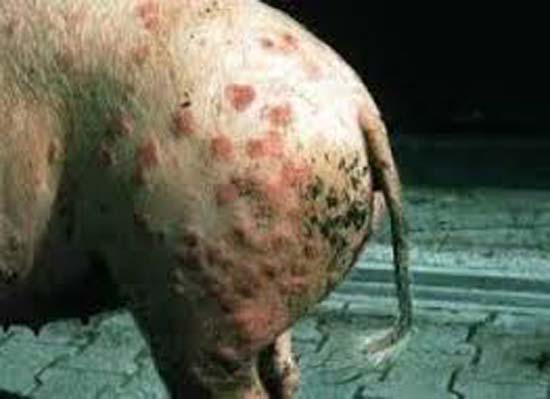 Ministério toma providências para evitar entrada de peste suína