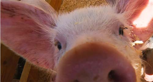 Ministra da Agricultura do Brasil alerta para perigos da peste suína africana