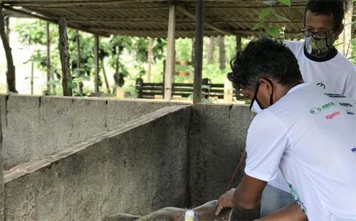 Alagoas inicia campanha de vacinação contra Peste Suína Clássica